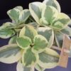 Peperomia Golden Genua, pianta da interno