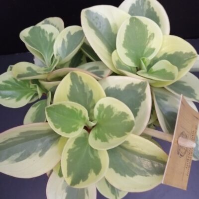 Peperomia Golden Genua
