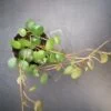Peperomia Pepperspot pianta micro, pianta da interno