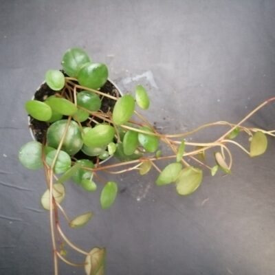 Peperomia Pepperspot pianta micro