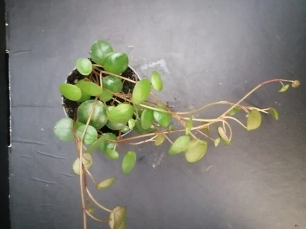 Peperomia Pepperspot pianta micro, pianta da interno