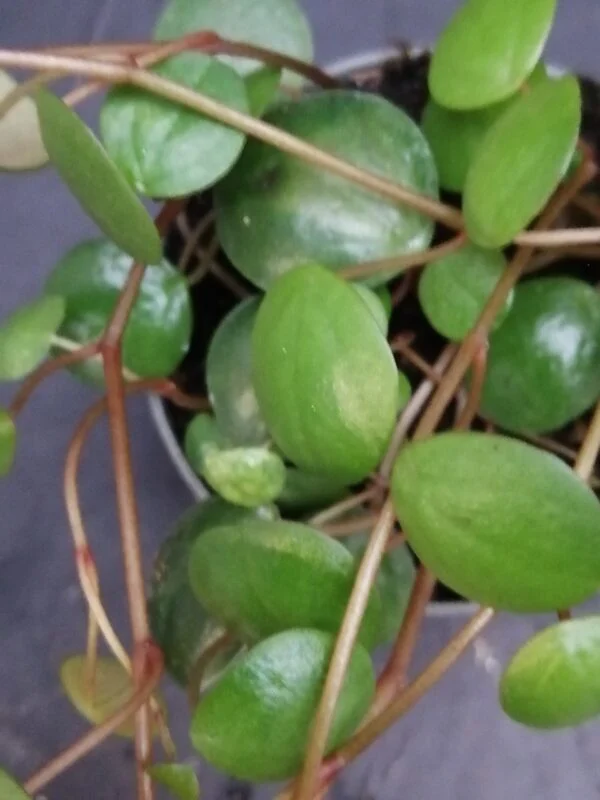 Peperomia Pepperspot pianta micro, foto 3