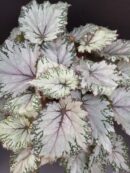 Begonia Asian Tundra Beleaf