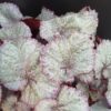 Begonia Hawaiian Silver Beleaf, pianta da interno