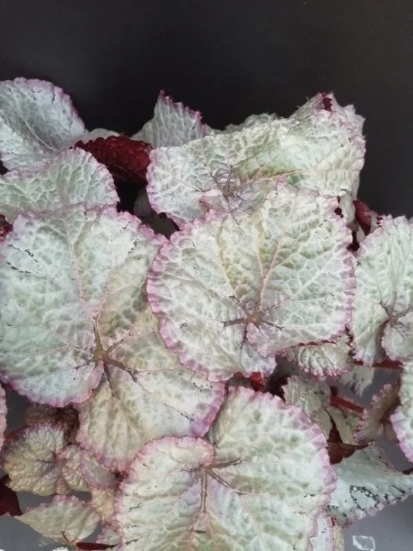 Begonia Hawaiian Silver Beleaf, pianta da interno