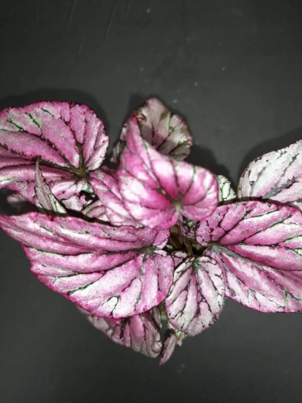 Begonia Hugh Mc Lauchlan, foto 2