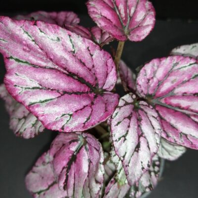 Begonia Hugh Mc Lauchlan