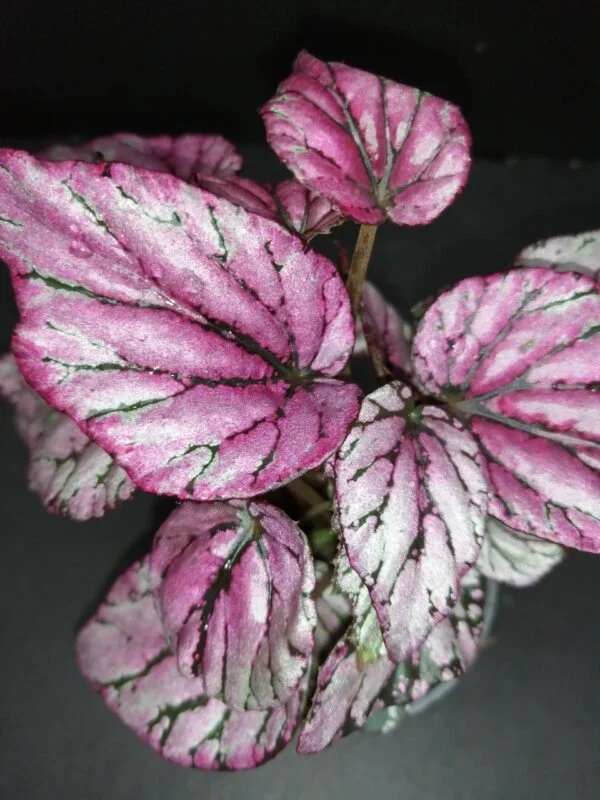 Begonia Hugh Mc Lauchlan, pianta da interno