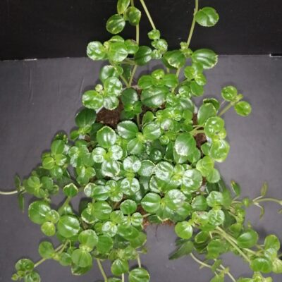 Pilea depressa