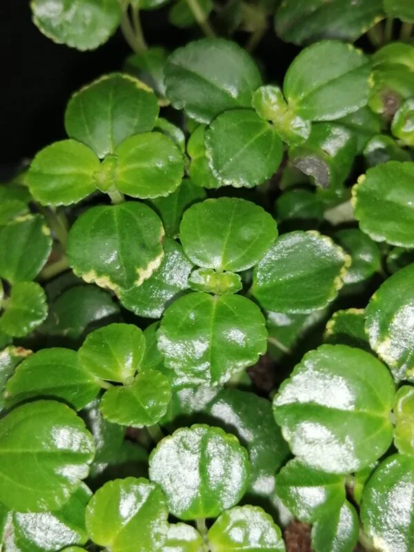 Pilea depressa, foto 3