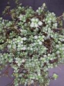 Pilea glauca Aquamarine