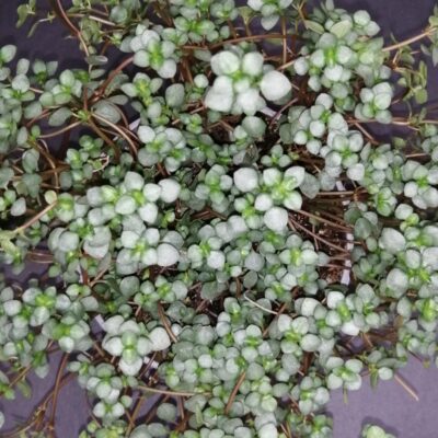 Pilea glauca Aquamarine