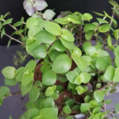 Callisia Morning Light