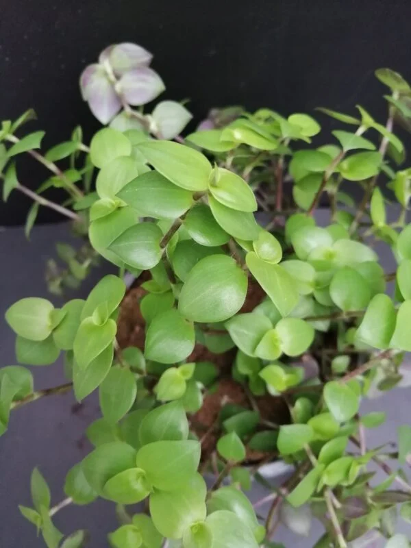 Callisia Morning Light, pianta da interno e da esterno