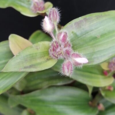 Tradescantia cerinthoides Variegata  aurea, Tradescantia blossfeldiana Variegata aurea