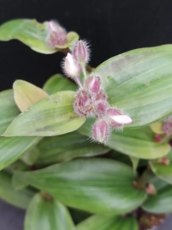 Tradescantia cerinthoides Variegata  aurea, Tradescantia blossfeldiana Variegata aurea, pianta da interno