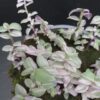 Callisia repens Rosato, Callisia Pink Panther, pianta da interno