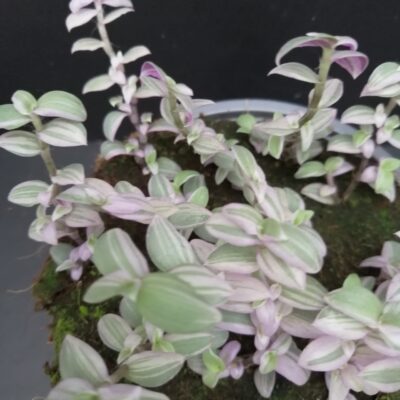 Callisia repens Rosato, Callisia Pink Panther