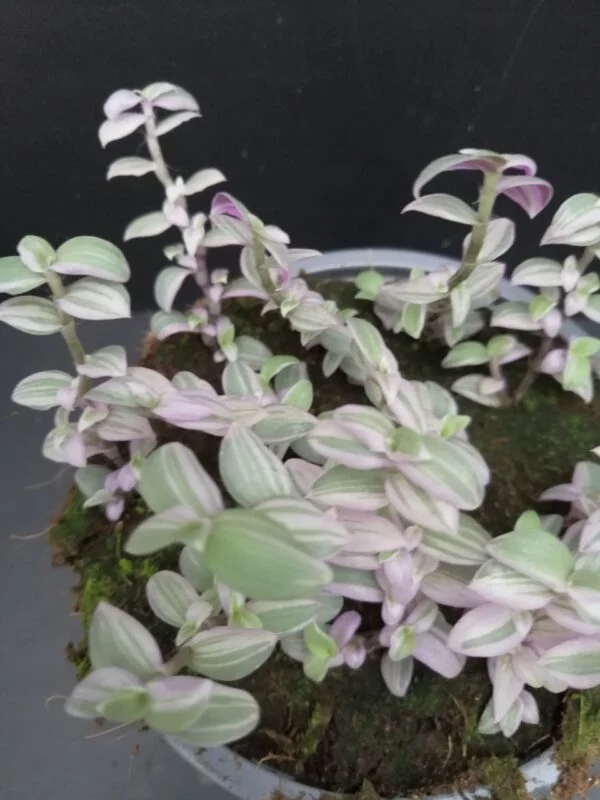Callisia repens Rosato, Callisia Pink Panther, pianta da interno