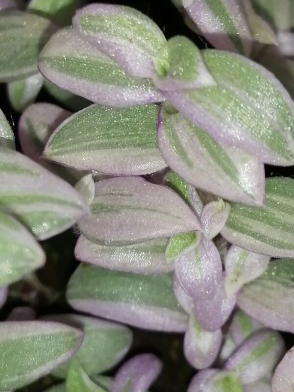 Callisia repens Rosato, Callisia Pink Panther, foto 4
