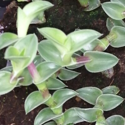 Tradescantia navicularis , sin. Callisia navicularis