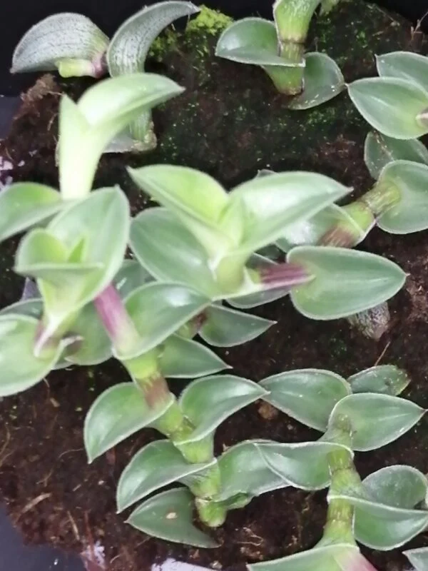 Tradescantia navicularis, sin. Callisia navicularis, pianta da interno e da esterno