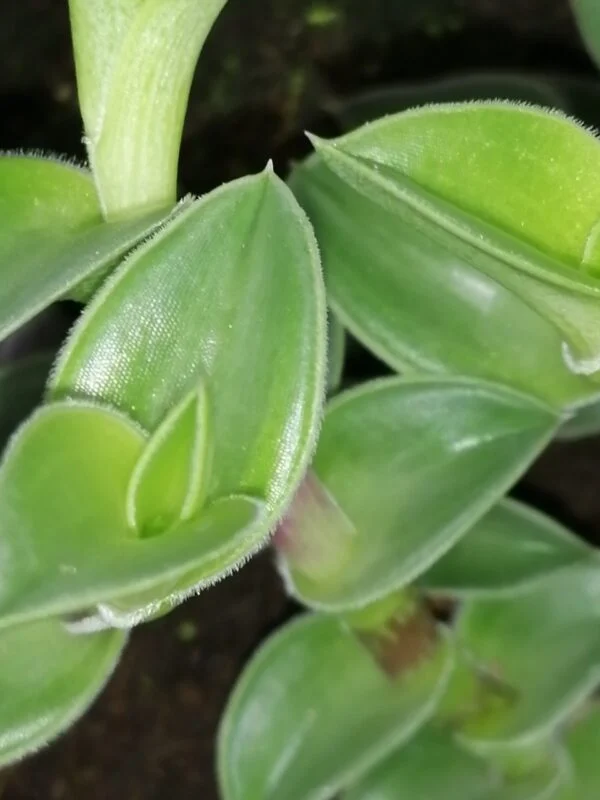 Tradescantia navicularis, sin. Callisia navicularis, foto 4