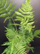 Dryopteris erythrosora Brilliance