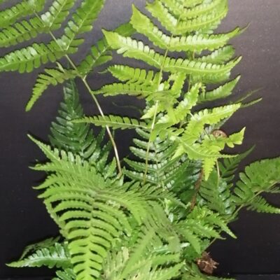 Dryopteris erythrosora Brilliance