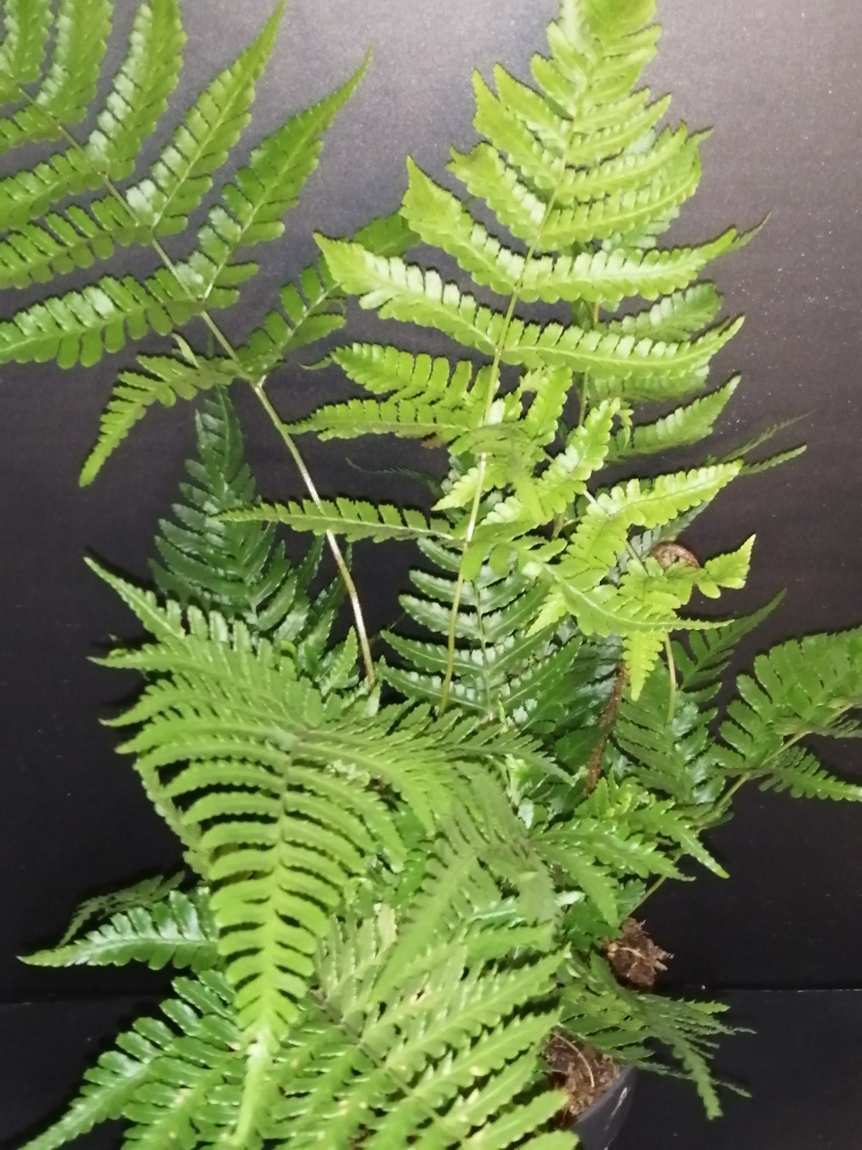 Dryopteris erythrosora Brilliance