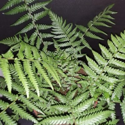 Dicksonia antarctica