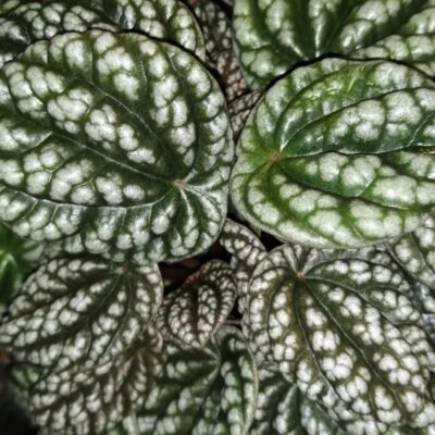 Peperomia Green Bubble