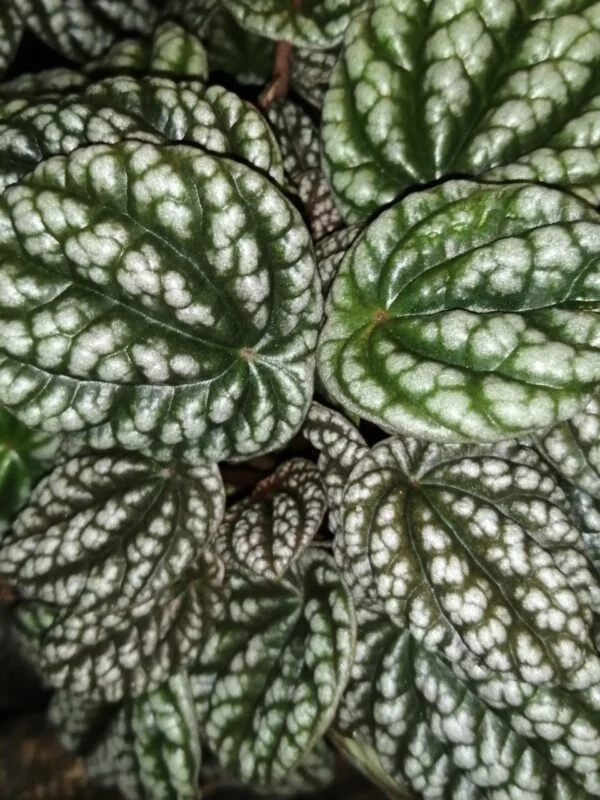 Peperomia Green Bubble, pianta da interno