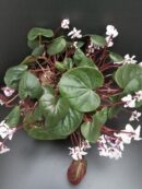 Cyclamen coum