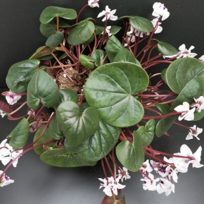Cyclamen coum