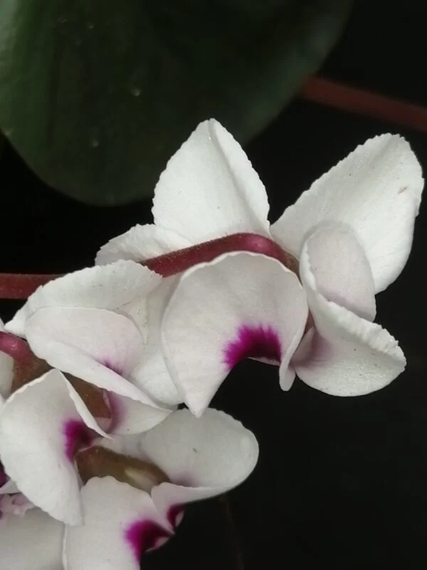 Cyclamen coum, foto 2