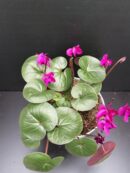 Cyclamen coum
