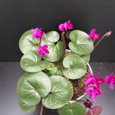 Cyclamen coum