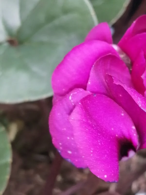 Cyclamen coum, foto 2