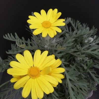 Euryops pectinatus