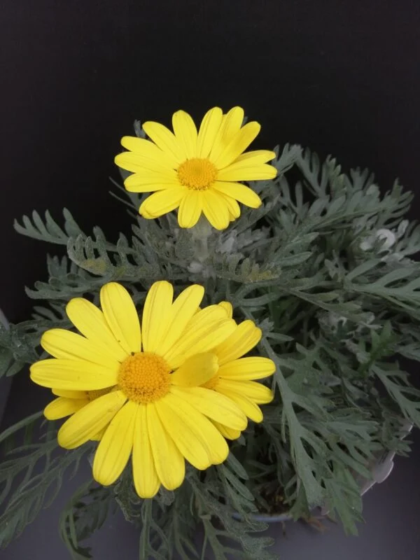 Euryops pectinatus, pianta da esterno
