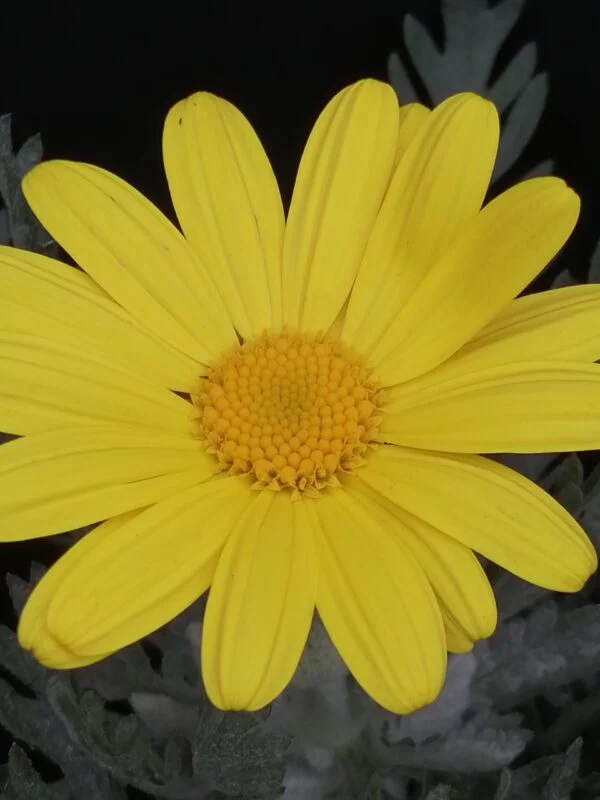 Euryops pectinatus, foto 2