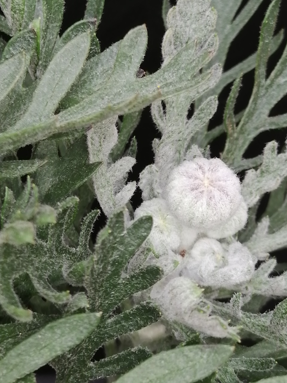 Euryops pectinatus - immagine 3