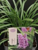 Liriope muscari Big Blue