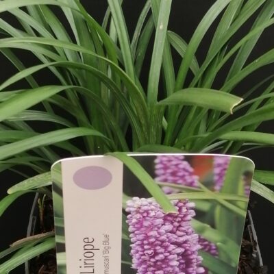 Liriope muscari Big Blue