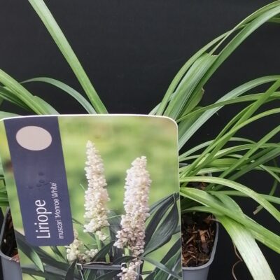 Liriope muscari Monroe White