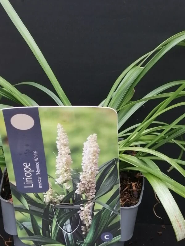 Liriope muscari Monroe White, pianta da esterno