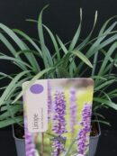Liriope muscari Moneymaker