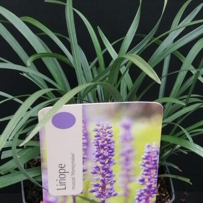 Liriope muscari Moneymaker