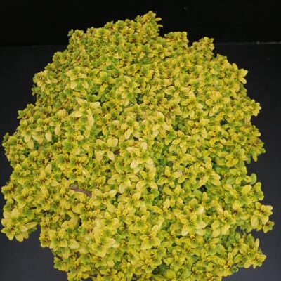 Thymus citriodorus Anderson Gold